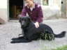 Cedric03