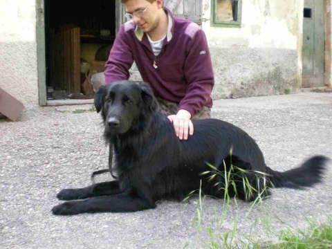 Cedric03